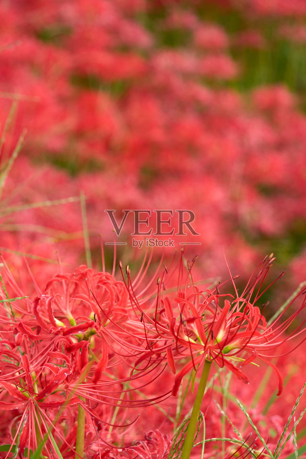 一片红色的彼岸花铺满了整个地方照片摄影图片