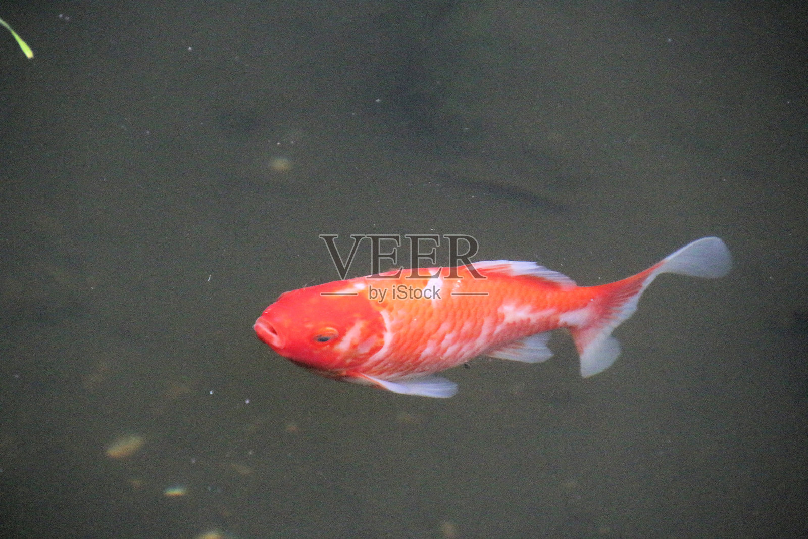 池塘中的鱼的景象照片摄影图片