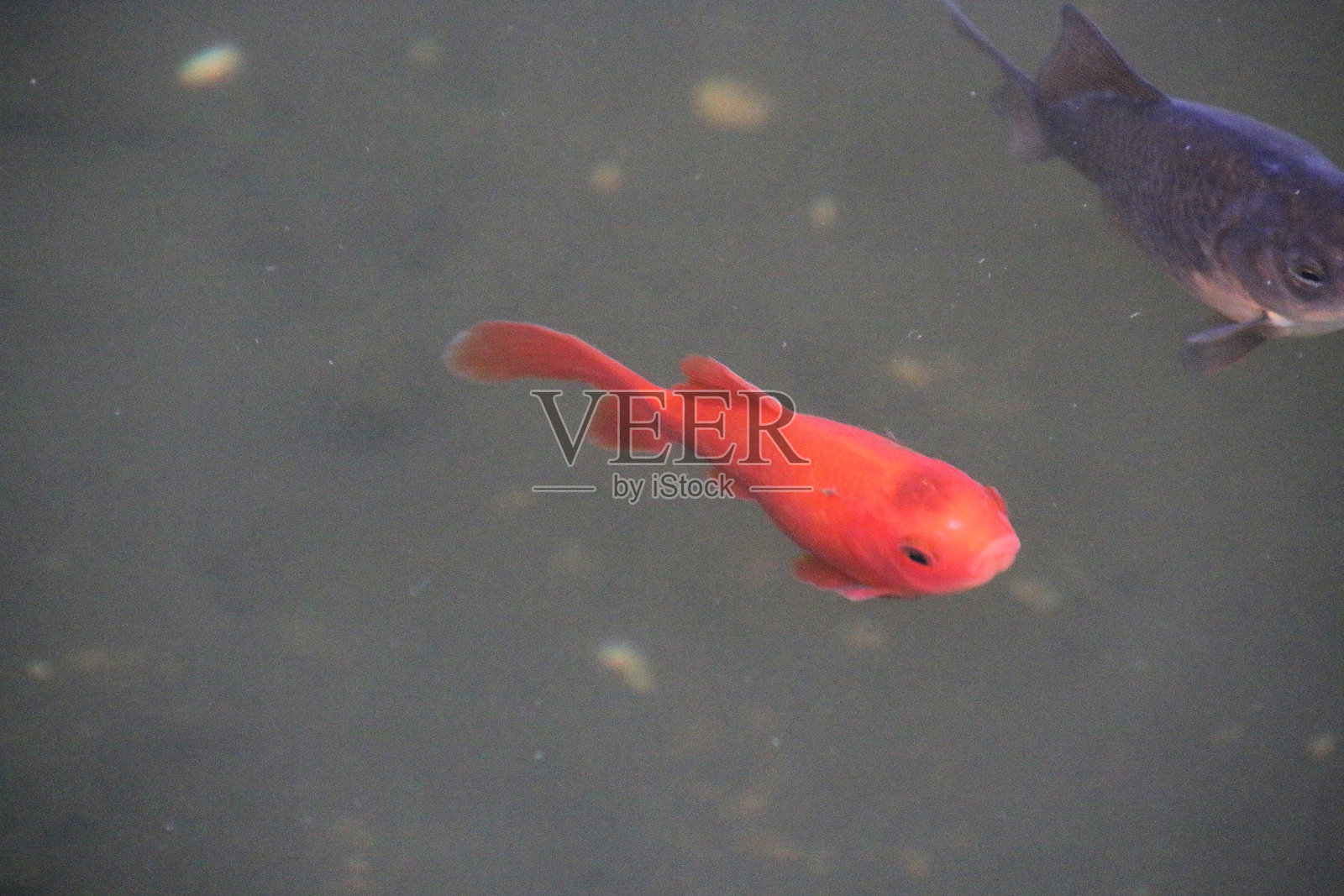 池塘中的鱼的景象照片摄影图片