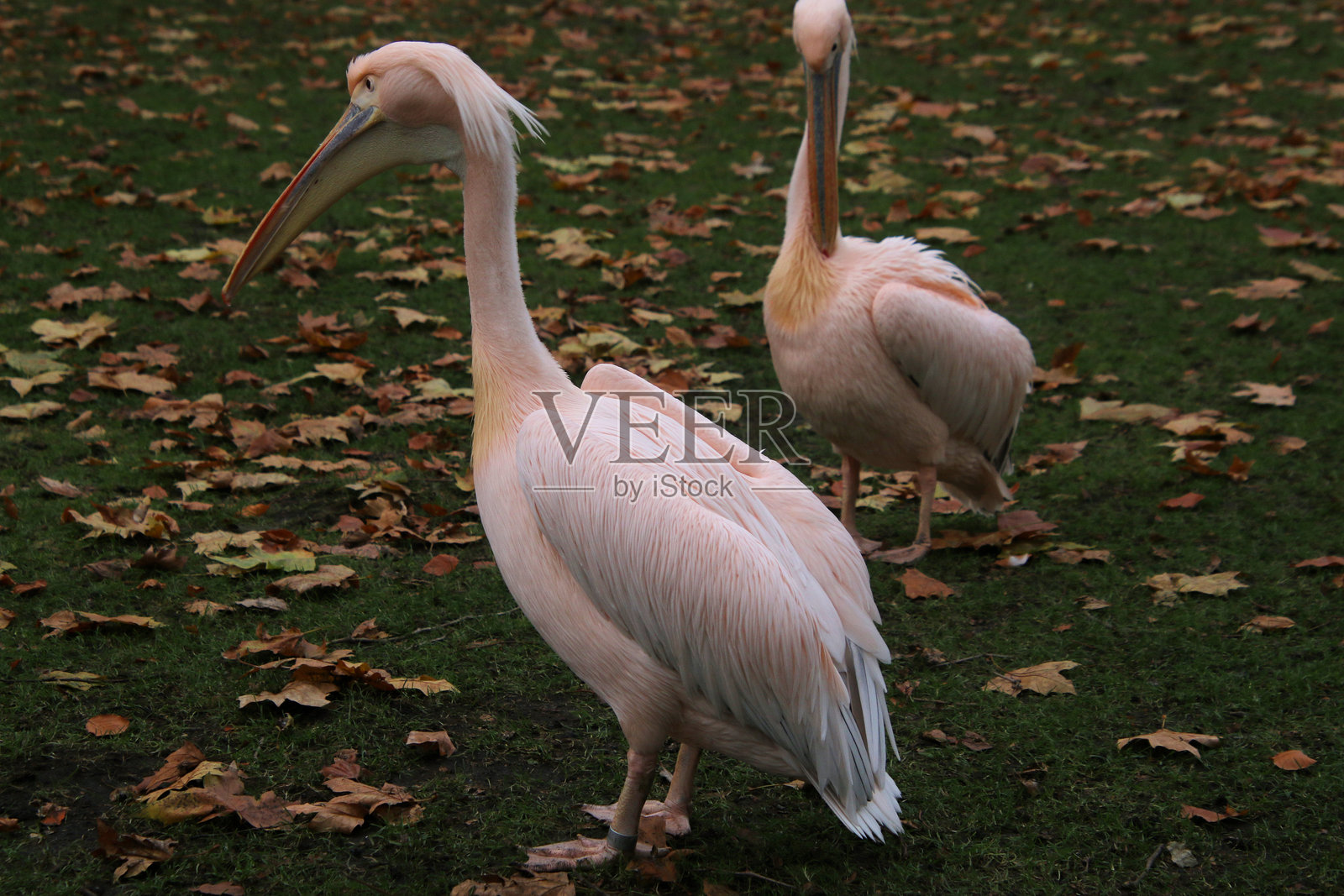 一群鹈鹕的景象照片摄影图片