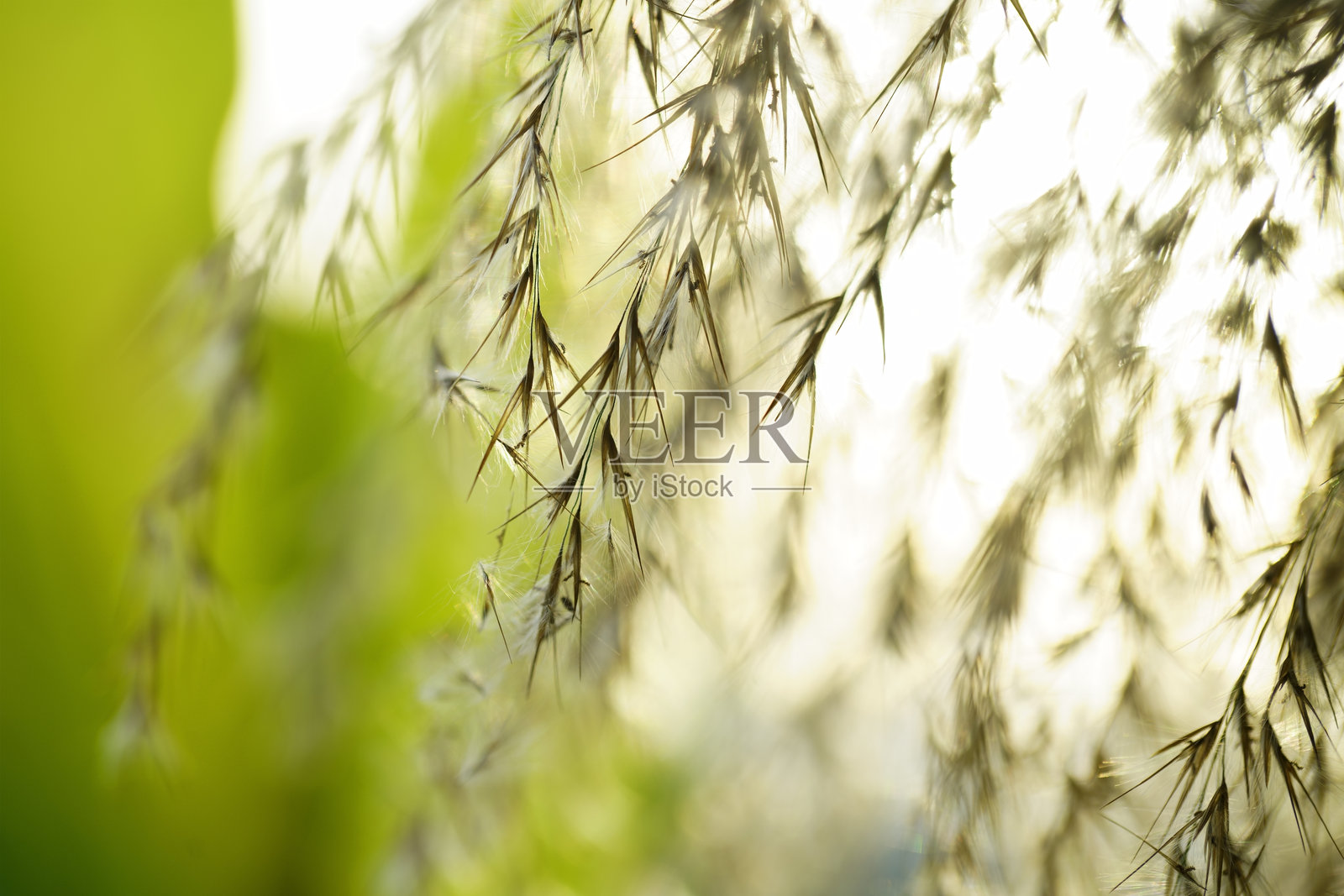 自然环境中柔和背景下的细腻草叶照片摄影图片