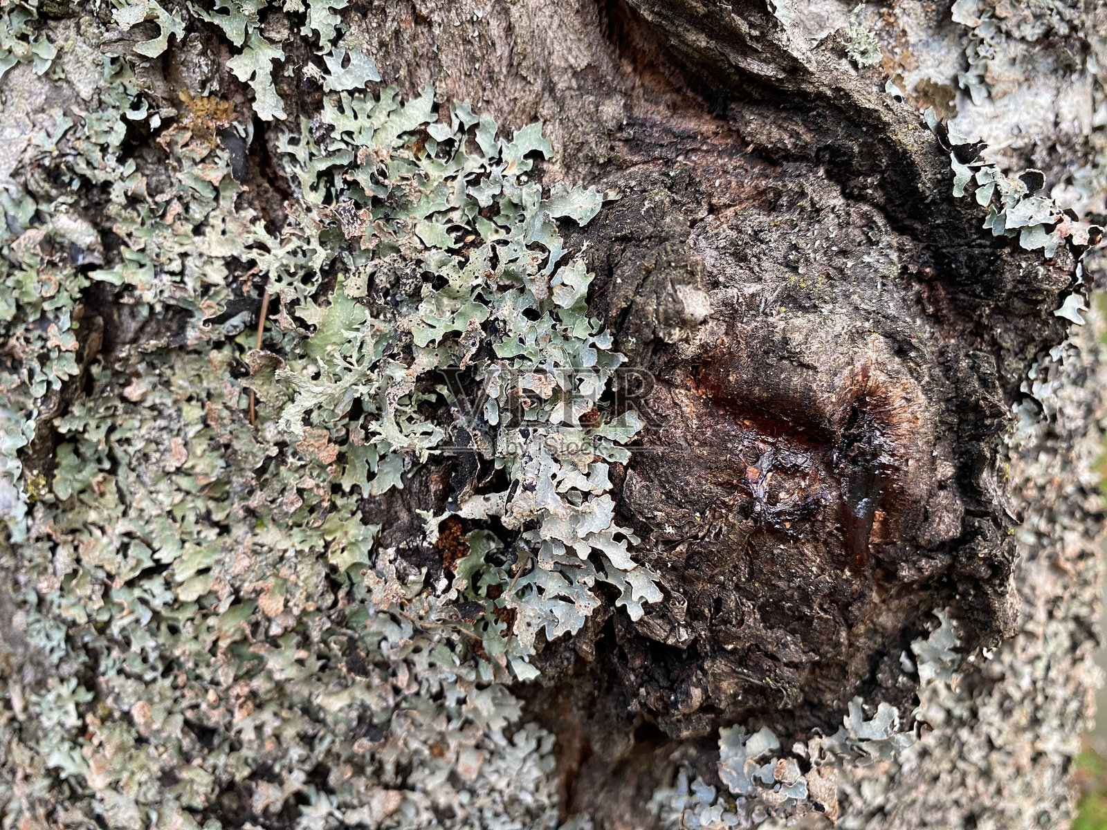 粗糙变形的树干上生长着青苔和苔藓照片摄影图片