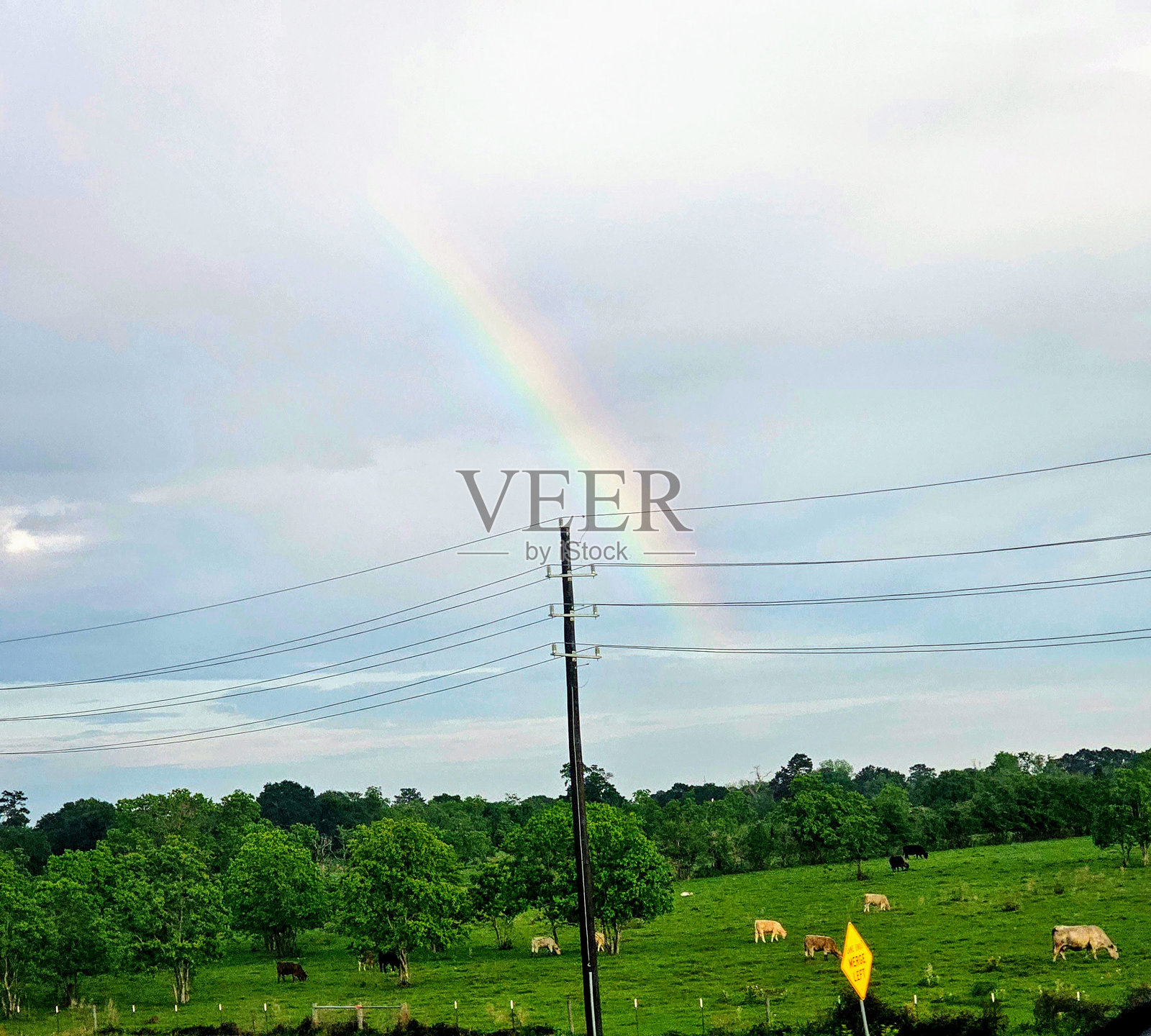 彩虹与牛照片摄影图片