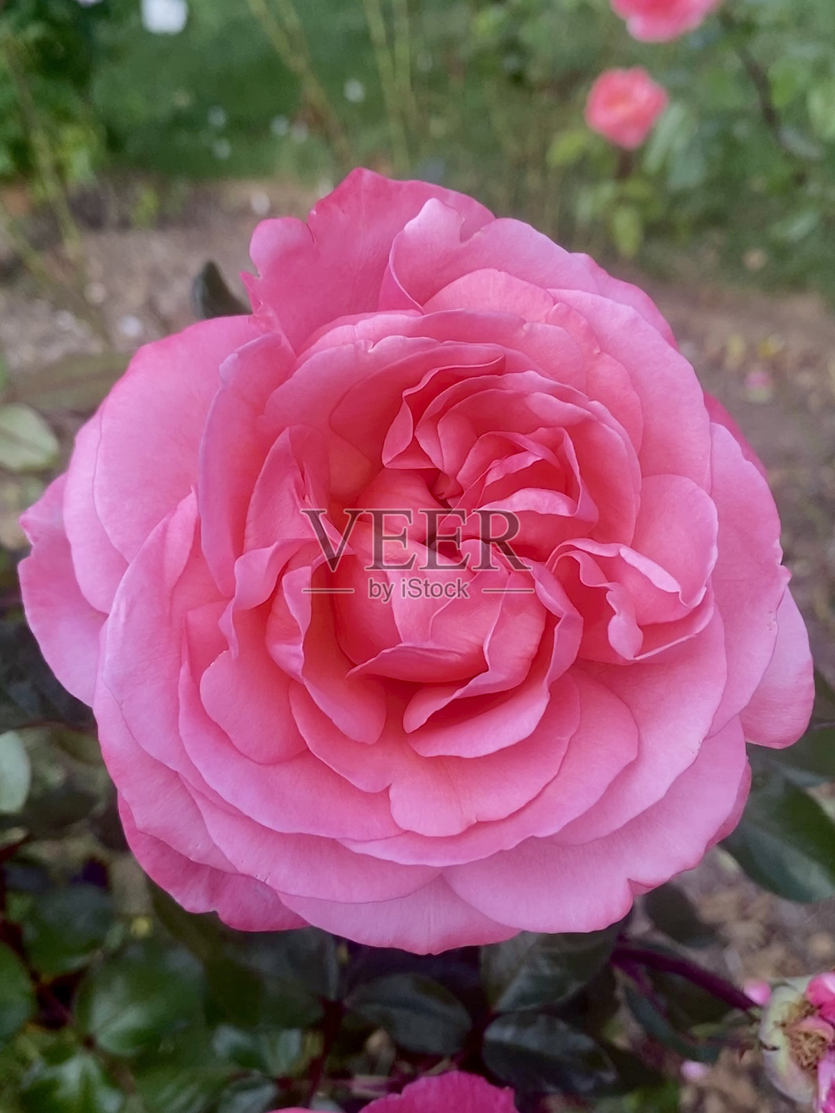 阿伦敦玫瑰园的粉色玫瑰照片摄影图片