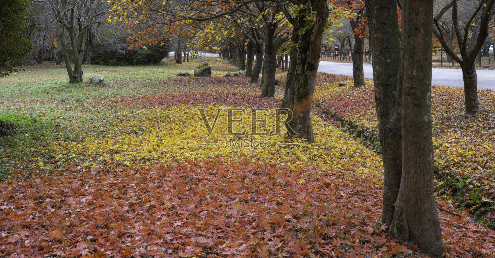 美丽的落叶堆积在一起照片摄影图片