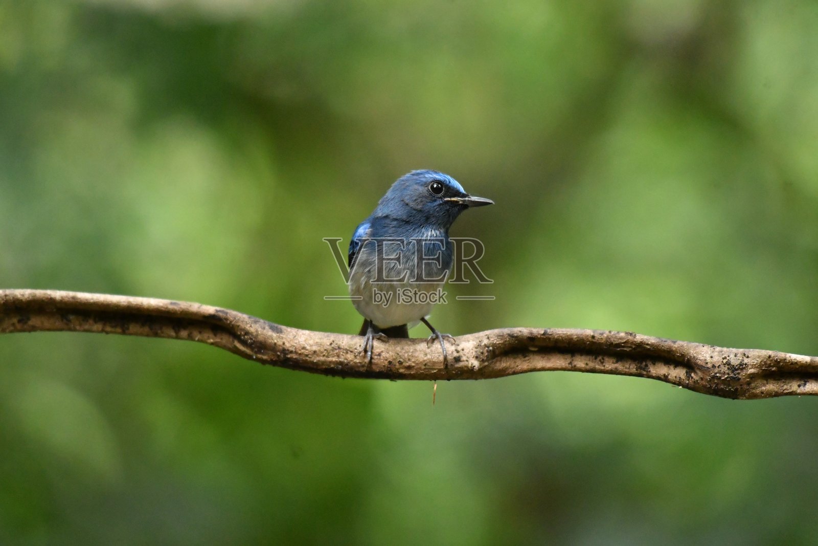 海南蓝鹟照片摄影图片
