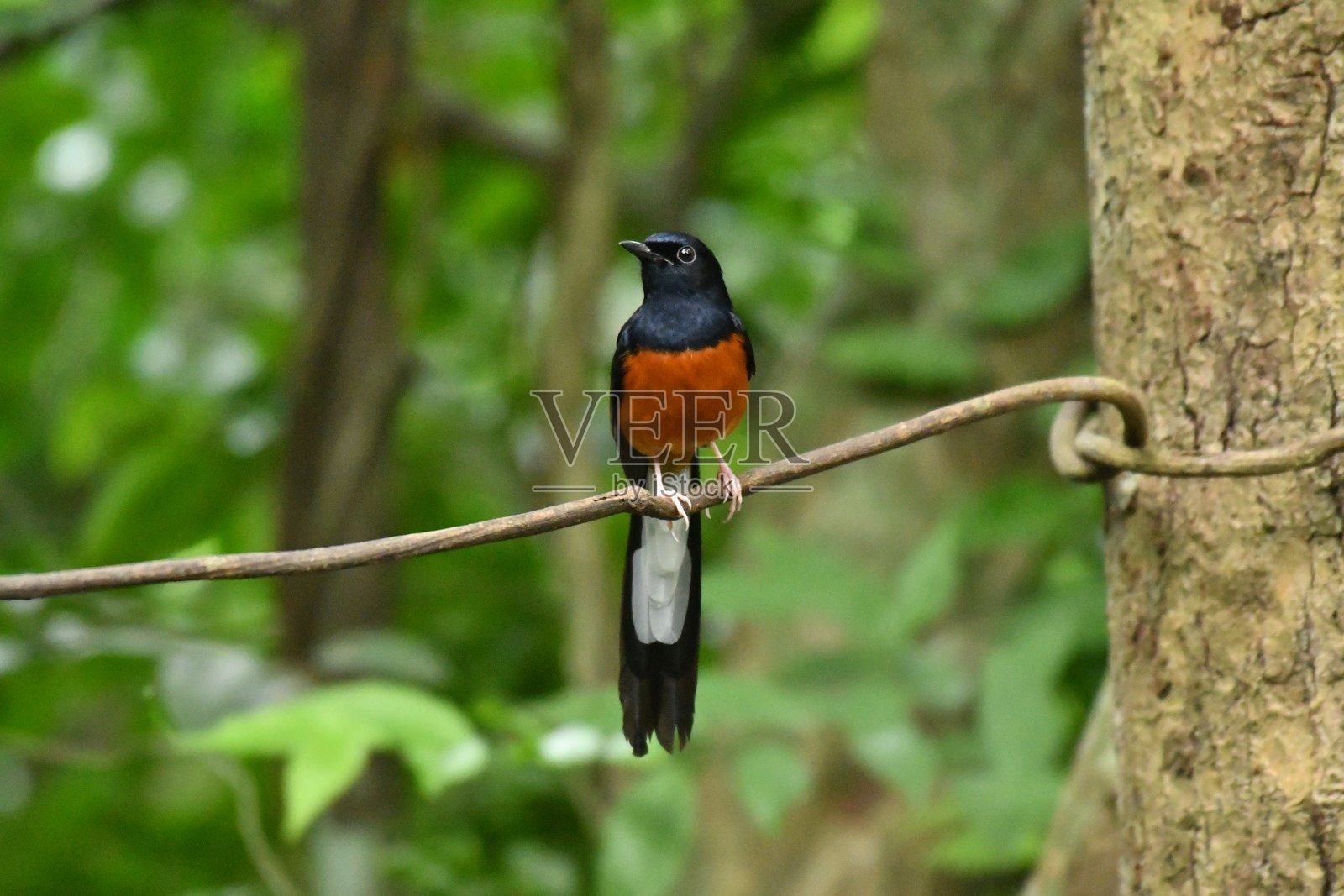 白臀歌鸲照片摄影图片