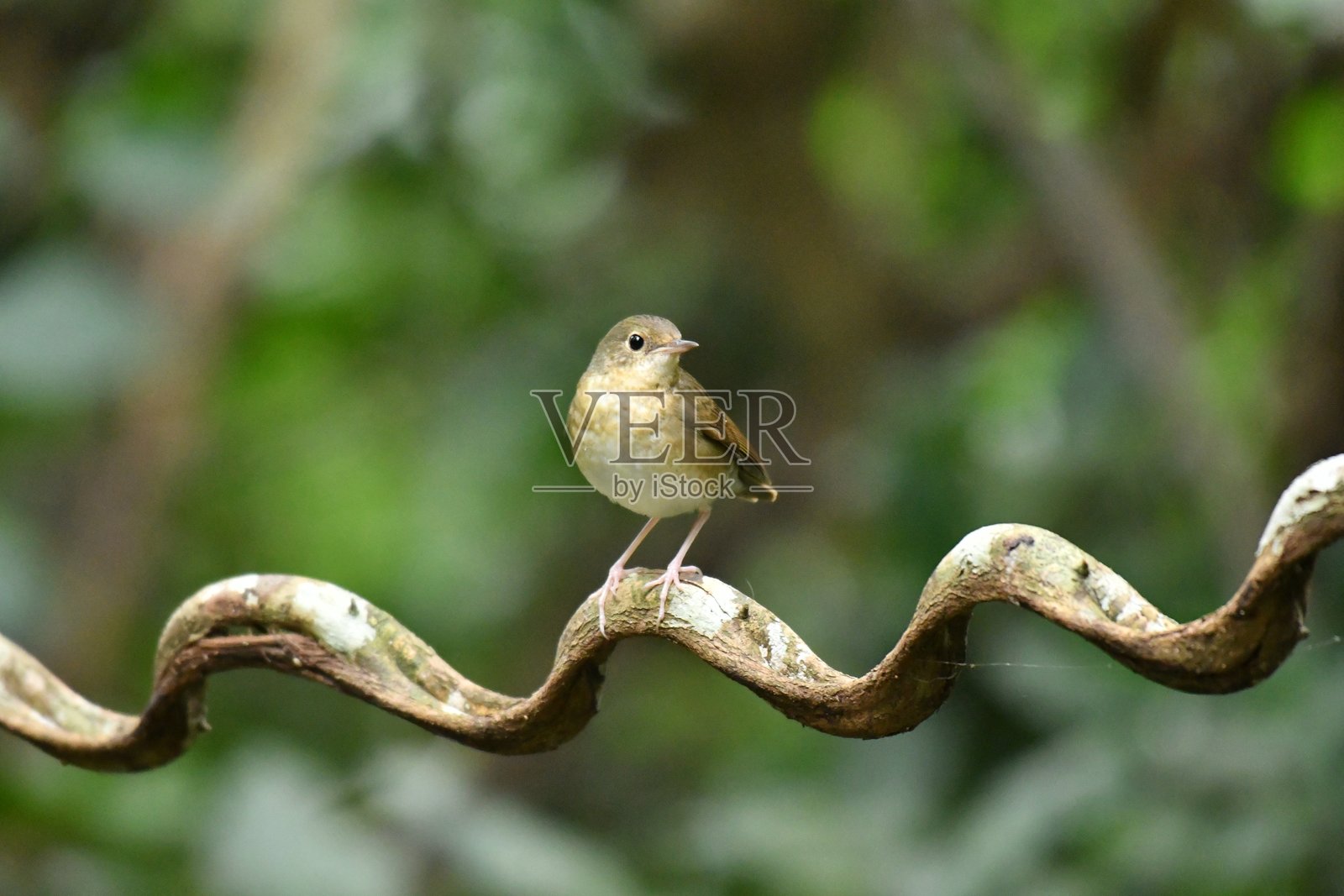 西伯利亚蓝歌鸲照片摄影图片