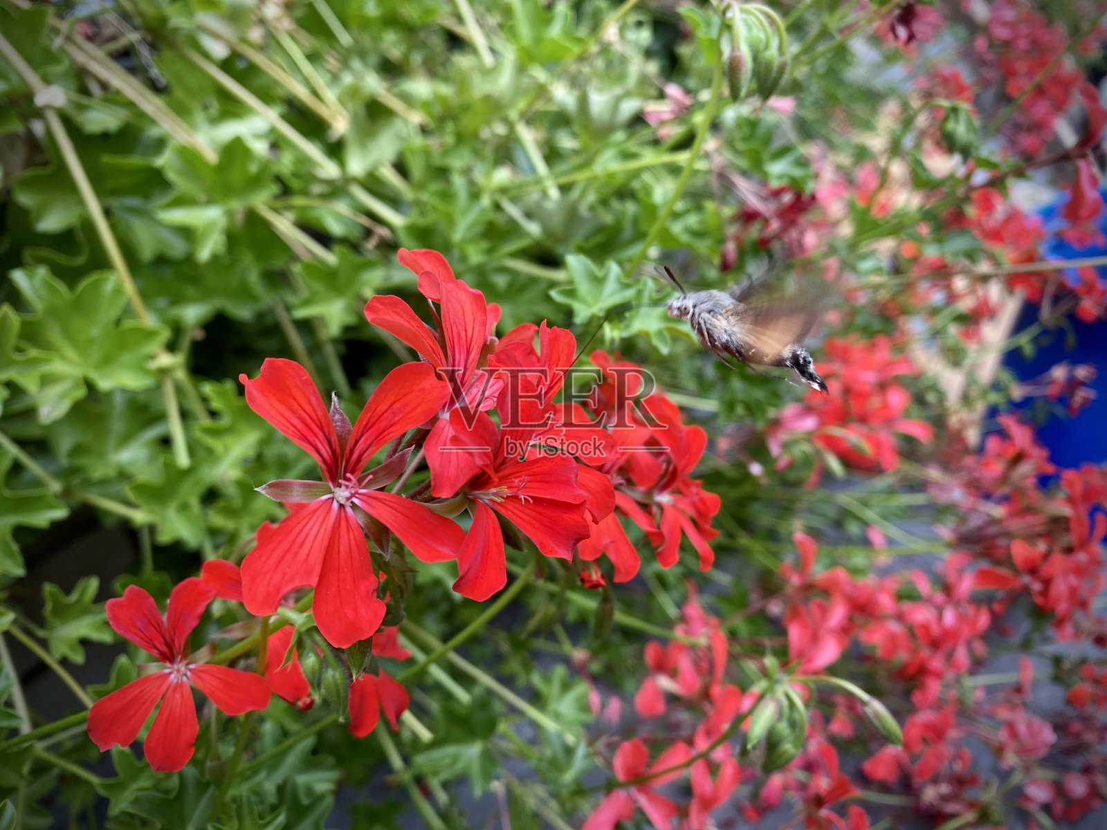 蜂鸟蛾在天竺葵花上采集花粉。特写，翅膀在运动中。照片摄影图片