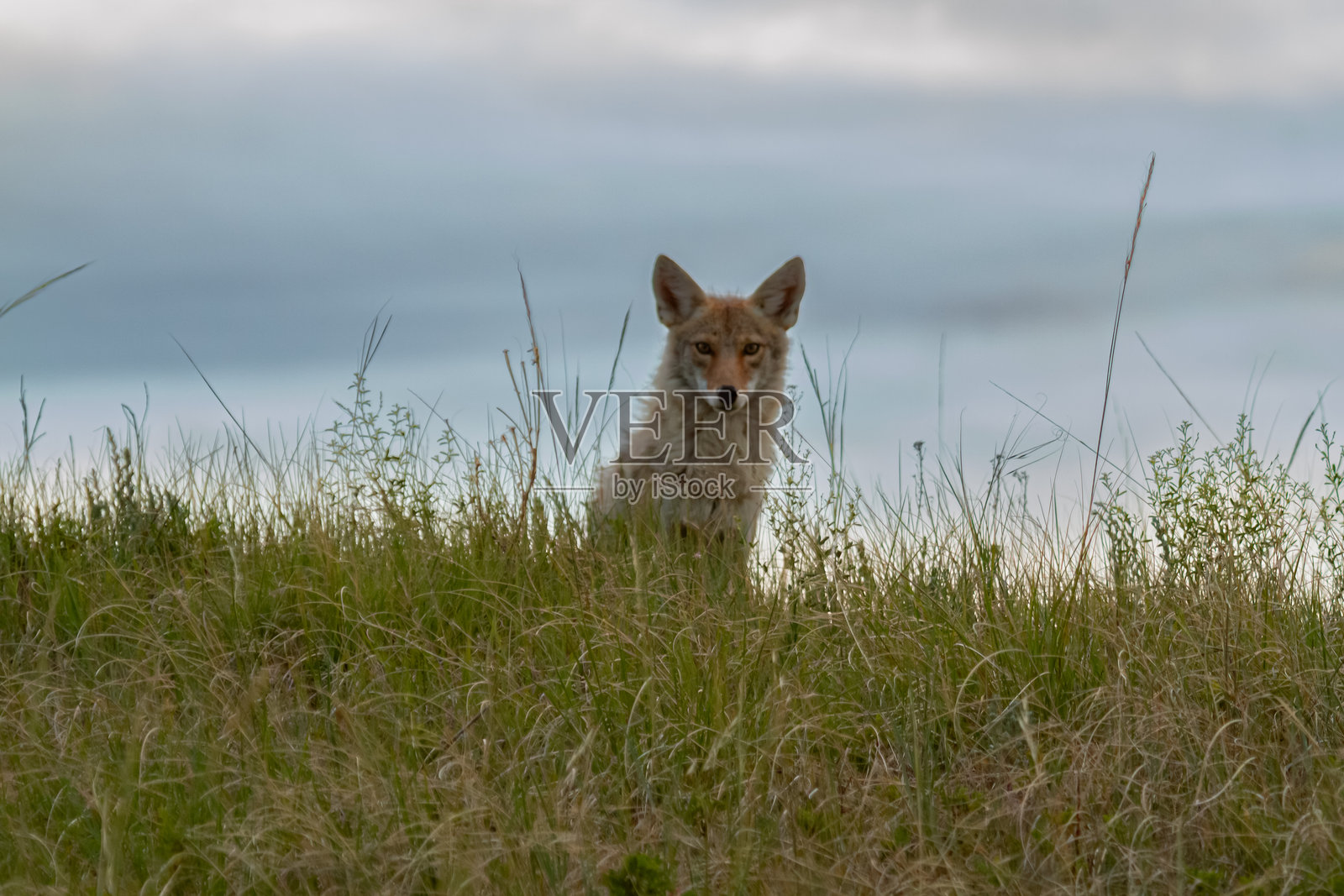 土狼在山丘上眺望照片摄影图片