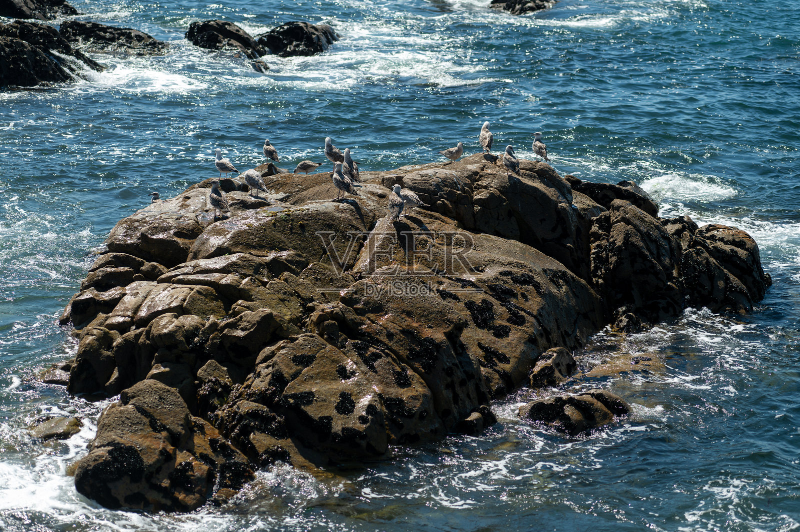 海鸥在阳光明媚的日子里栖息在太平洋的一座岩石岛屿上照片摄影图片
