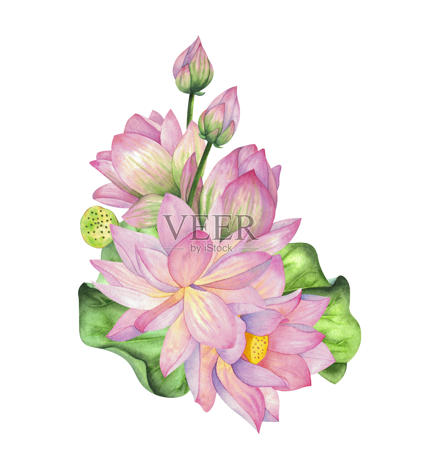 粉色莲花与花蕾、盒子和绿叶。水彩插图，背景独立。适用于设计、装饰、印刷、纪念品和包装、排版的构图。插画图片素材