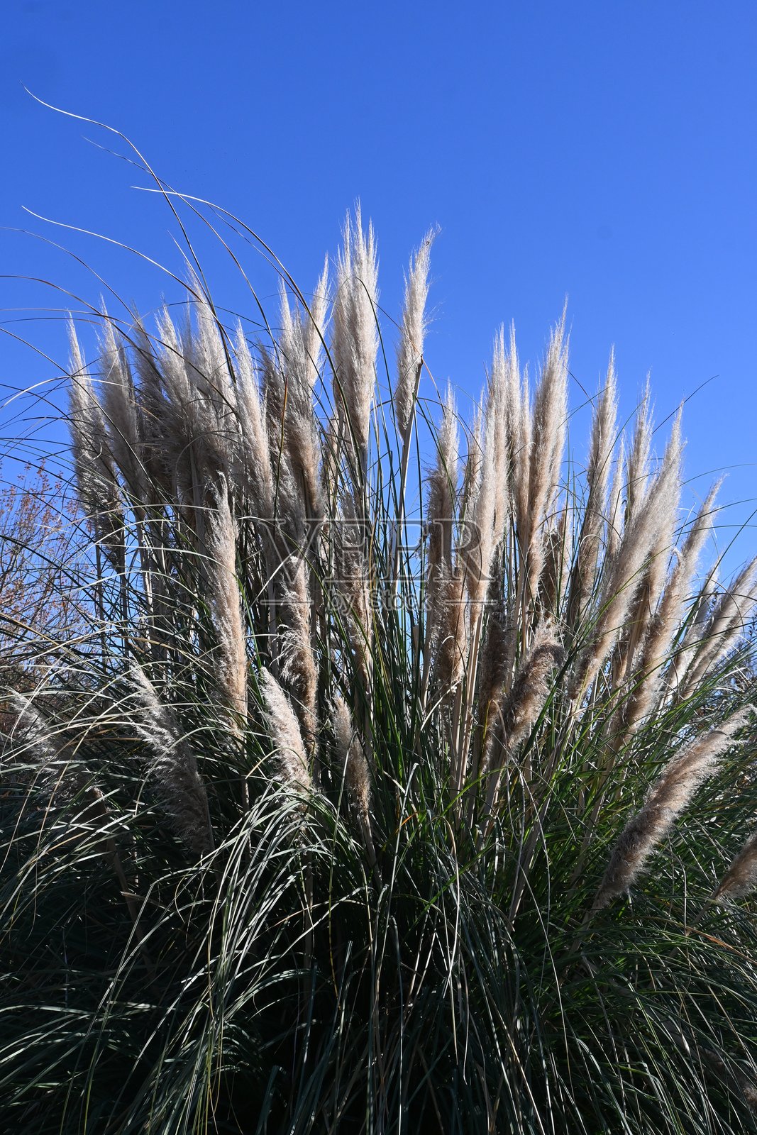 潘帕斯草（Cortaderia selloana）。一种雌雄异株的禾本科多年生热带植物。照片摄影图片