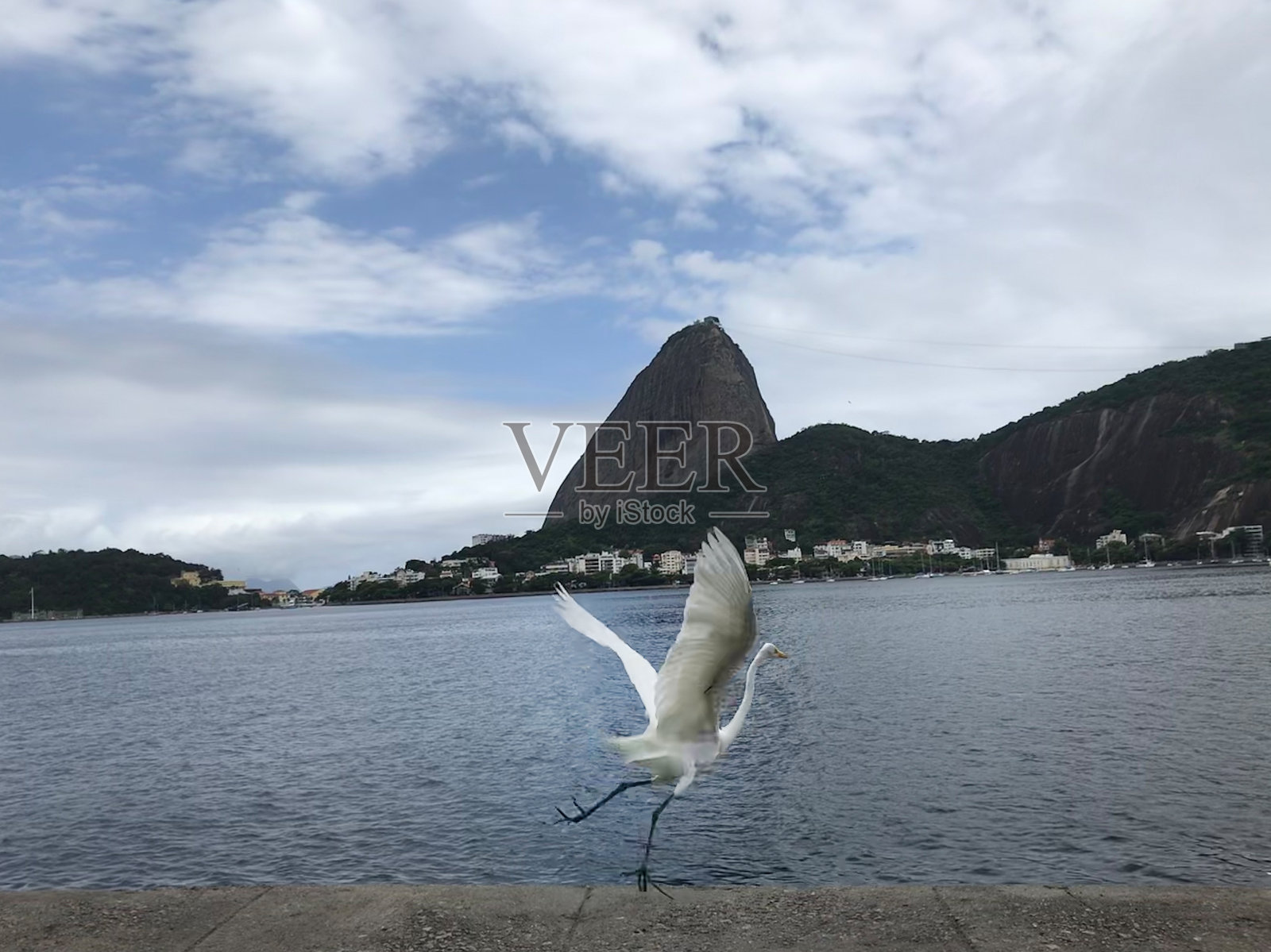 动物照片摄影图片