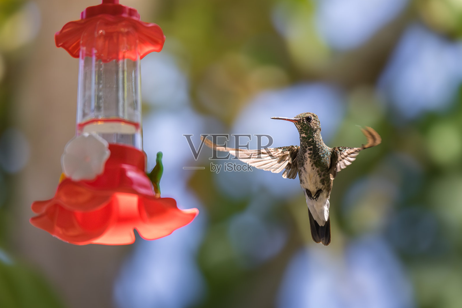 紫额蜂鸟在塑料花蜜喂食器旁照片摄影图片