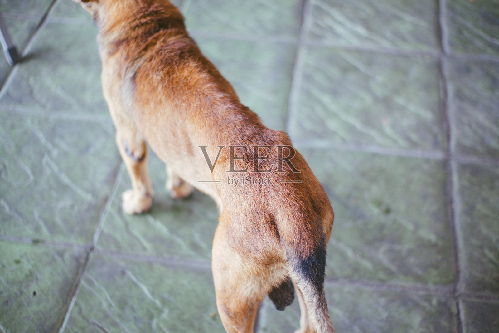 瘦弱的流浪狗照片摄影图片