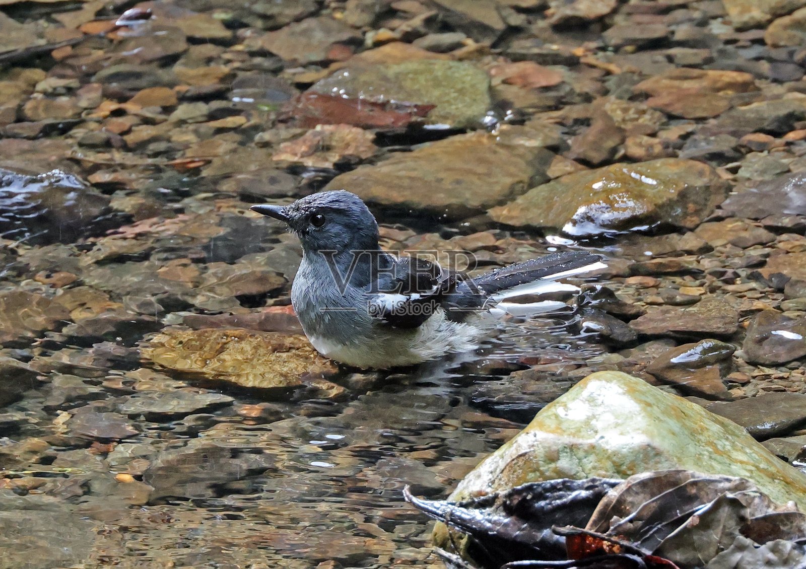 东方歌鸲照片摄影图片
