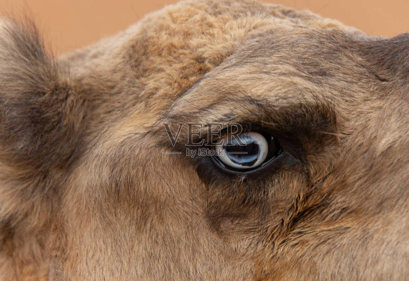 单峰骆驼的眼睛照片摄影图片