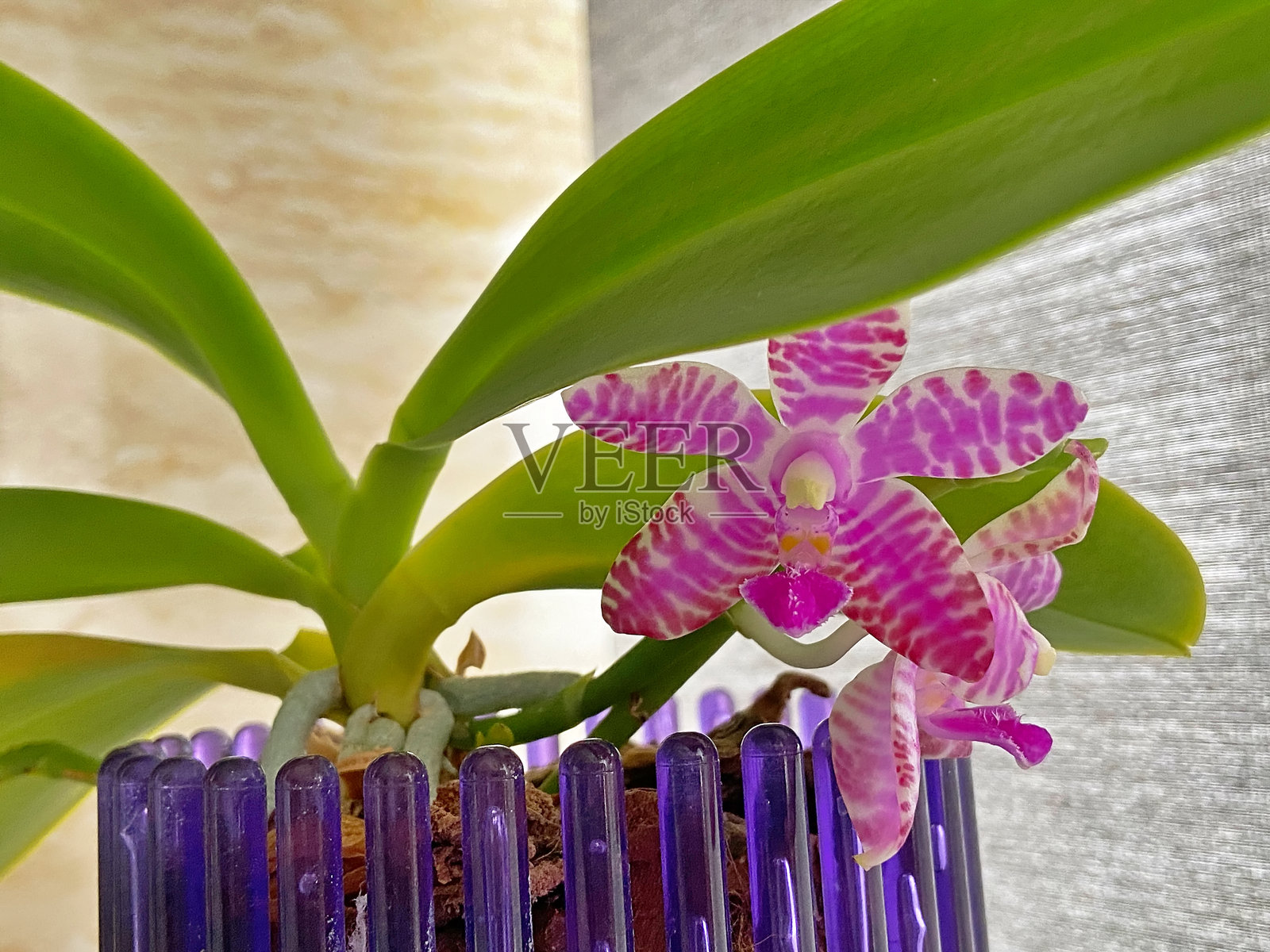 粉色香气的兰花照片摄影图片