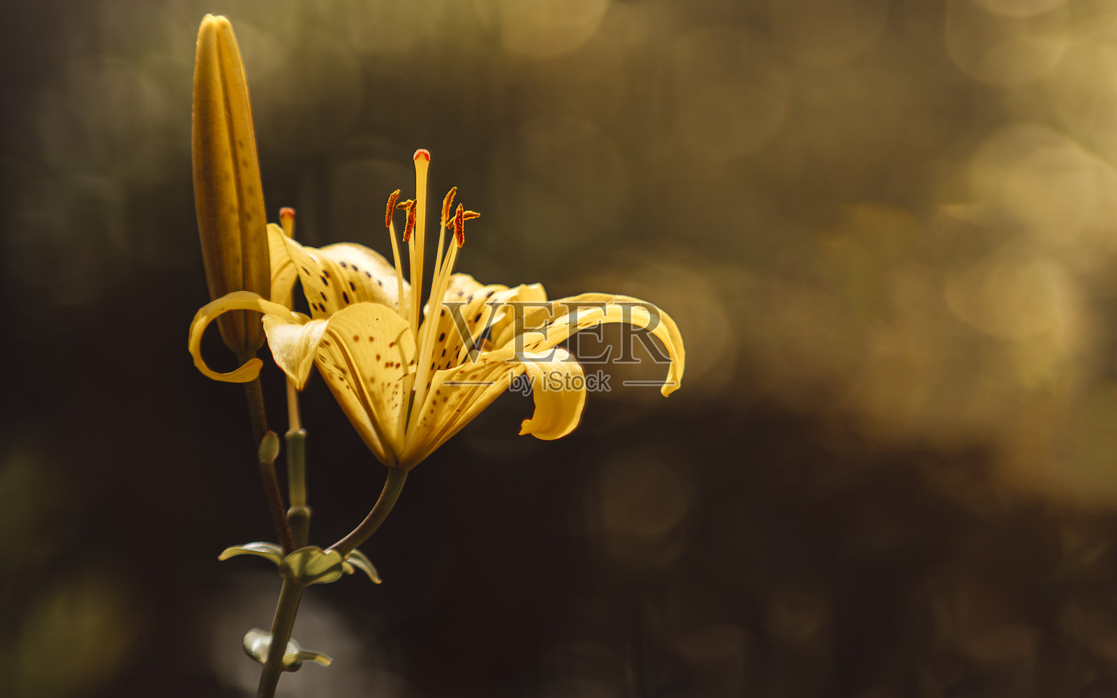 百合科的一种花照片摄影图片