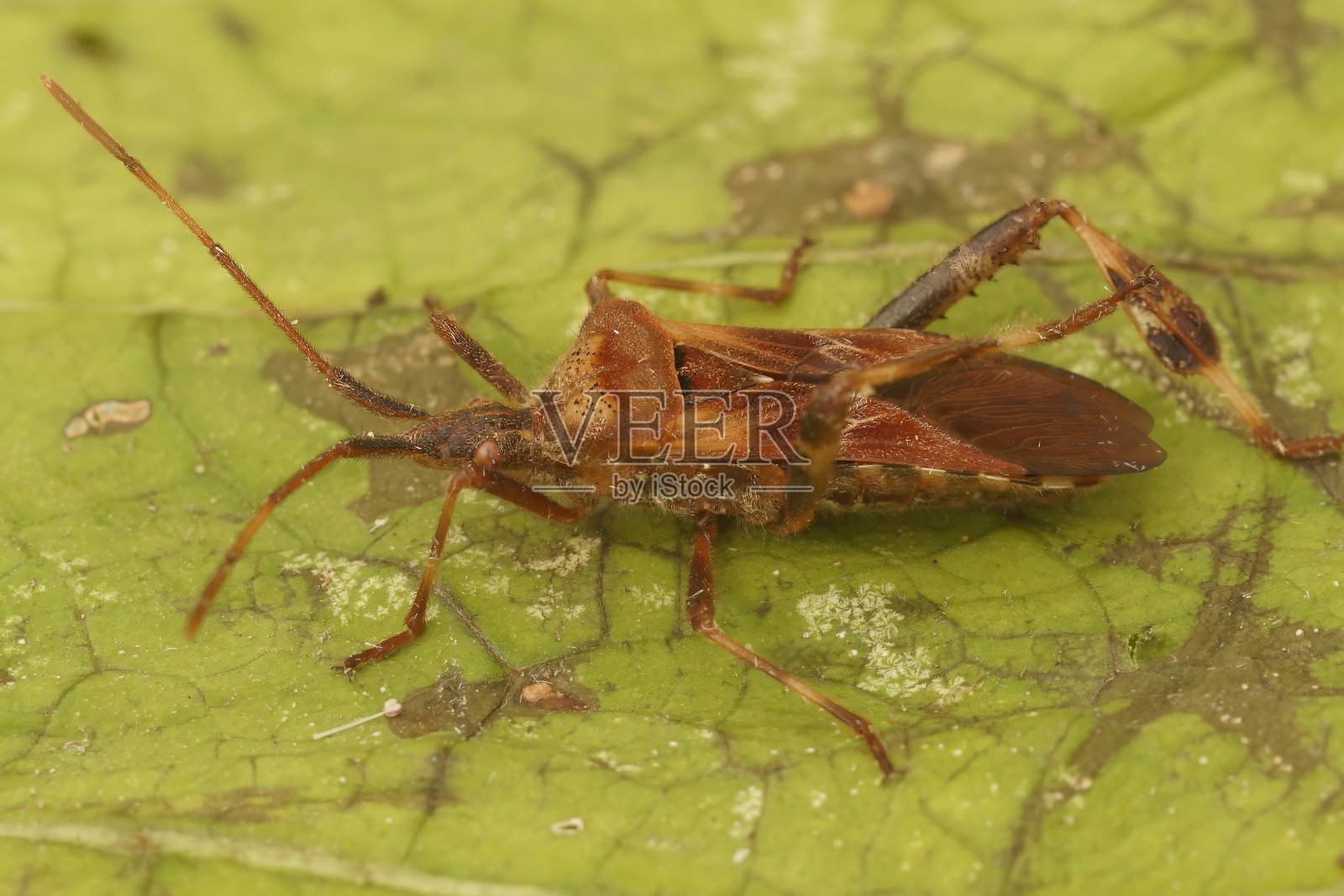 西方松树种子虫特写，学名：Leptoglossus occidentalis照片摄影图片