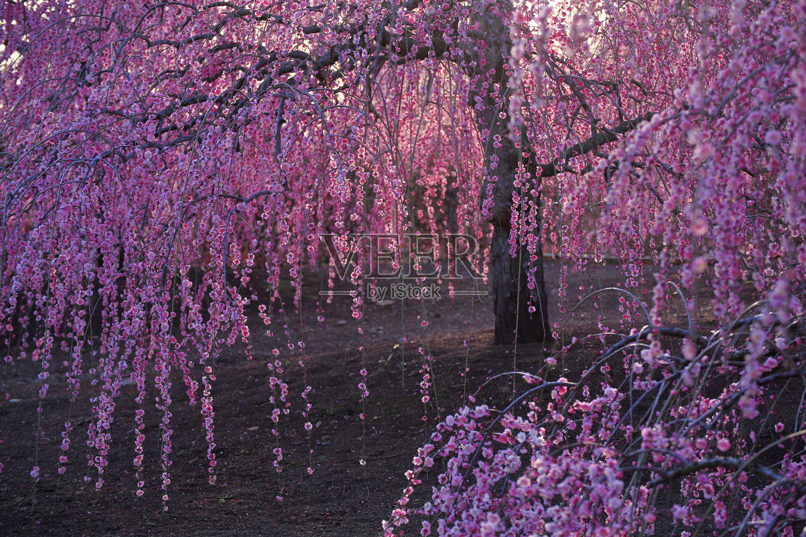 公园里的樱花景观照片摄影图片