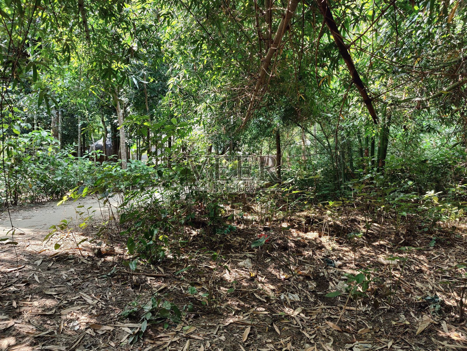 树枝，森林中的树照片摄影图片