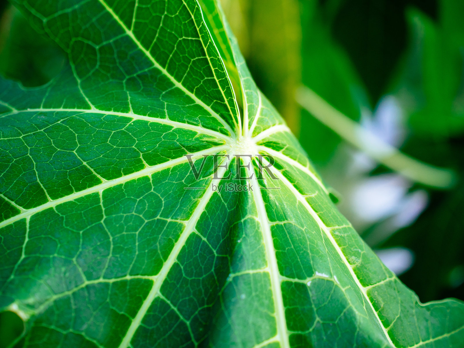 木瓜叶特写照片摄影图片