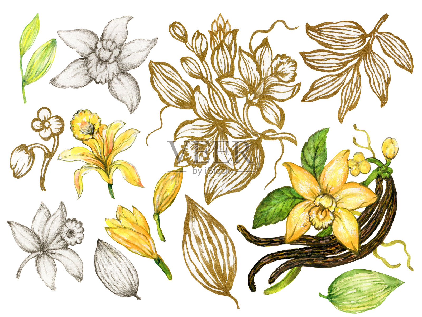 香草花、豆荚、叶子、可可，白色背景上的组合水彩素描轮廓金色插画图片素材