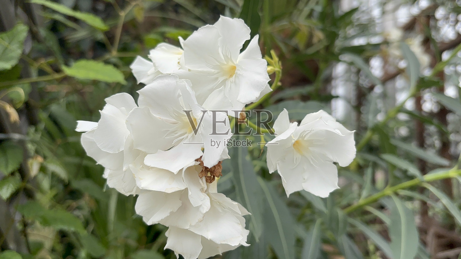 白色花朵照片摄影图片