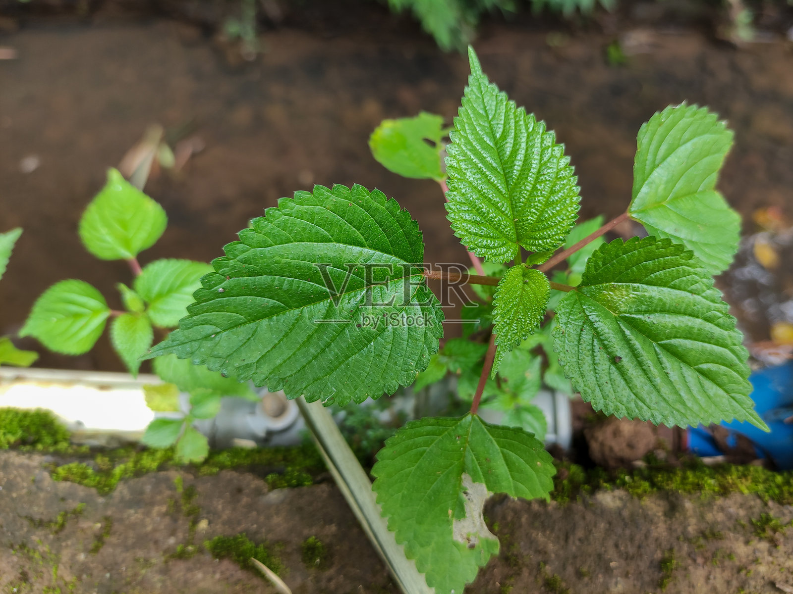 湿润溪流旁生长的鲜艳绿色叶子的特写。荨麻植物（Laportea aestuans）。西印度木荨麻。Urtica aestuans。Jelatang或Lateng。照片摄影图片