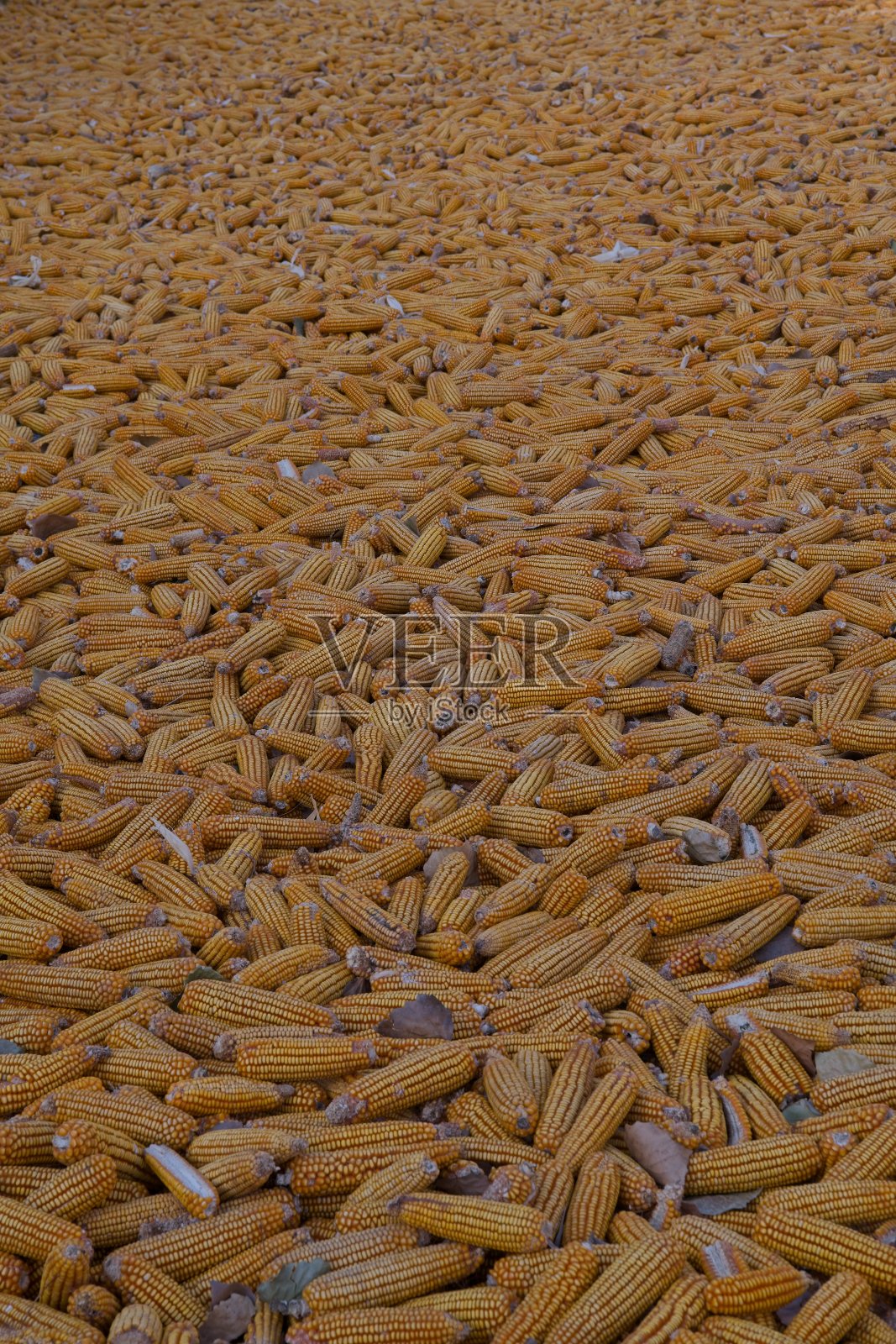 玉米照片摄影图片