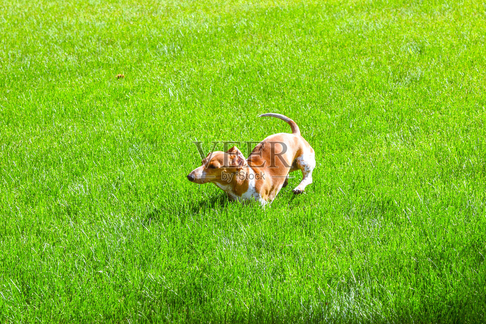 腊肠犬在院子里玩耍和探索照片摄影图片