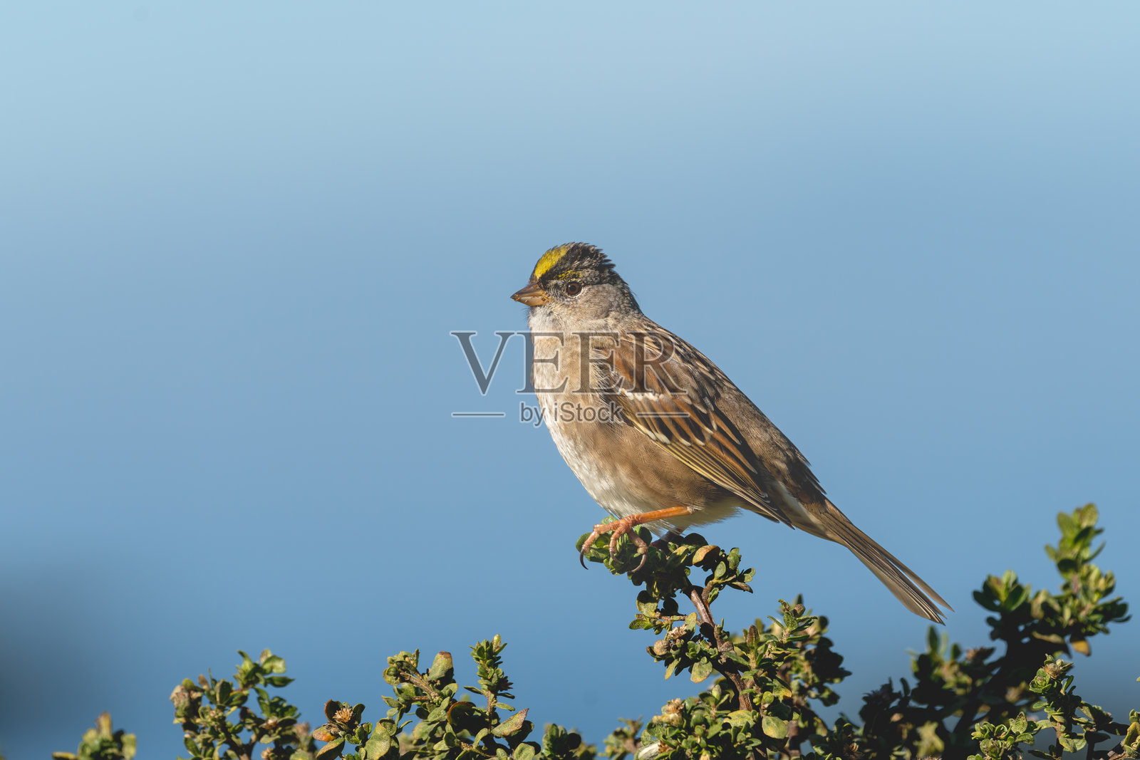 金冠雀照片摄影图片