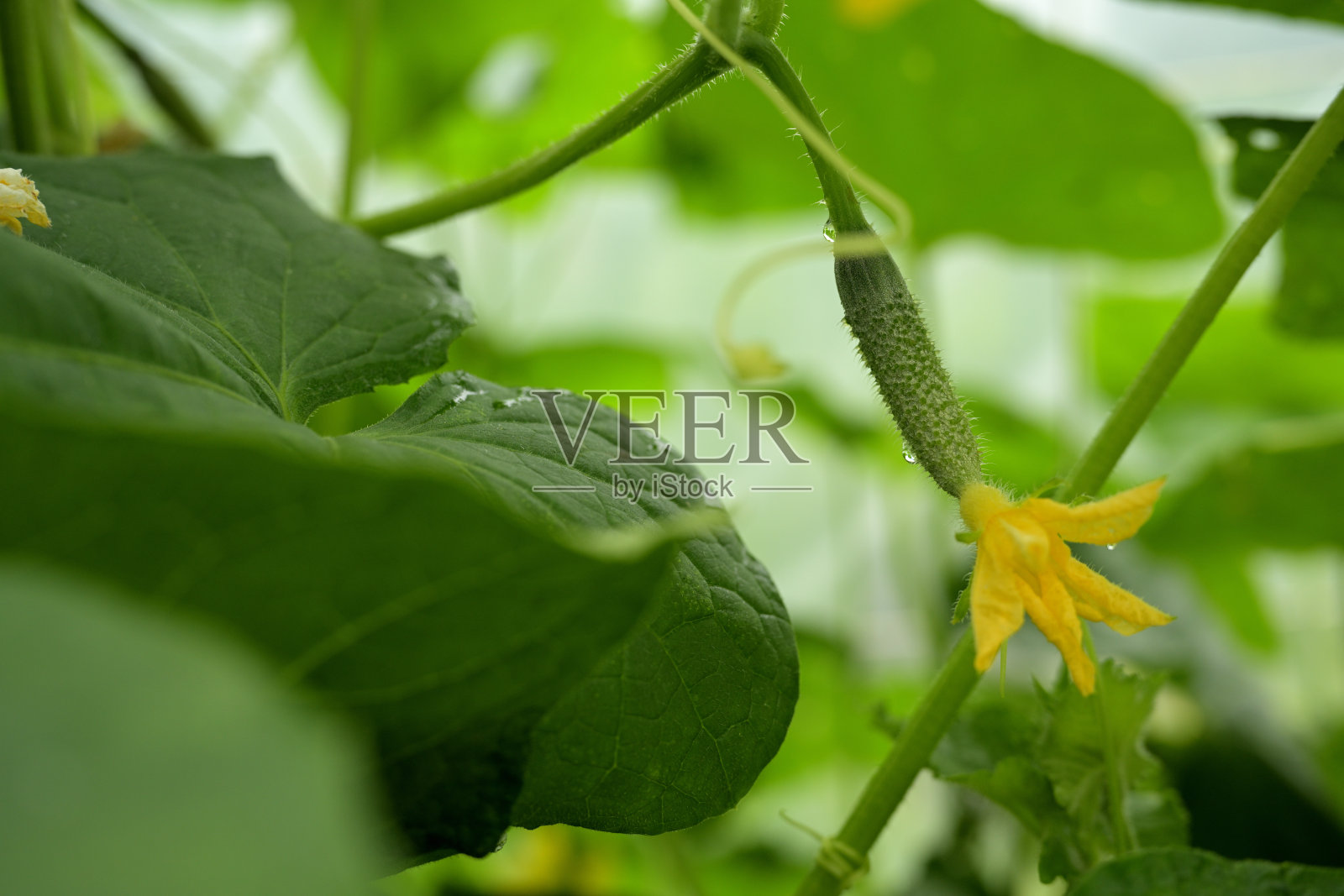 温室内绿叶间的一朵黄瓜花照片摄影图片