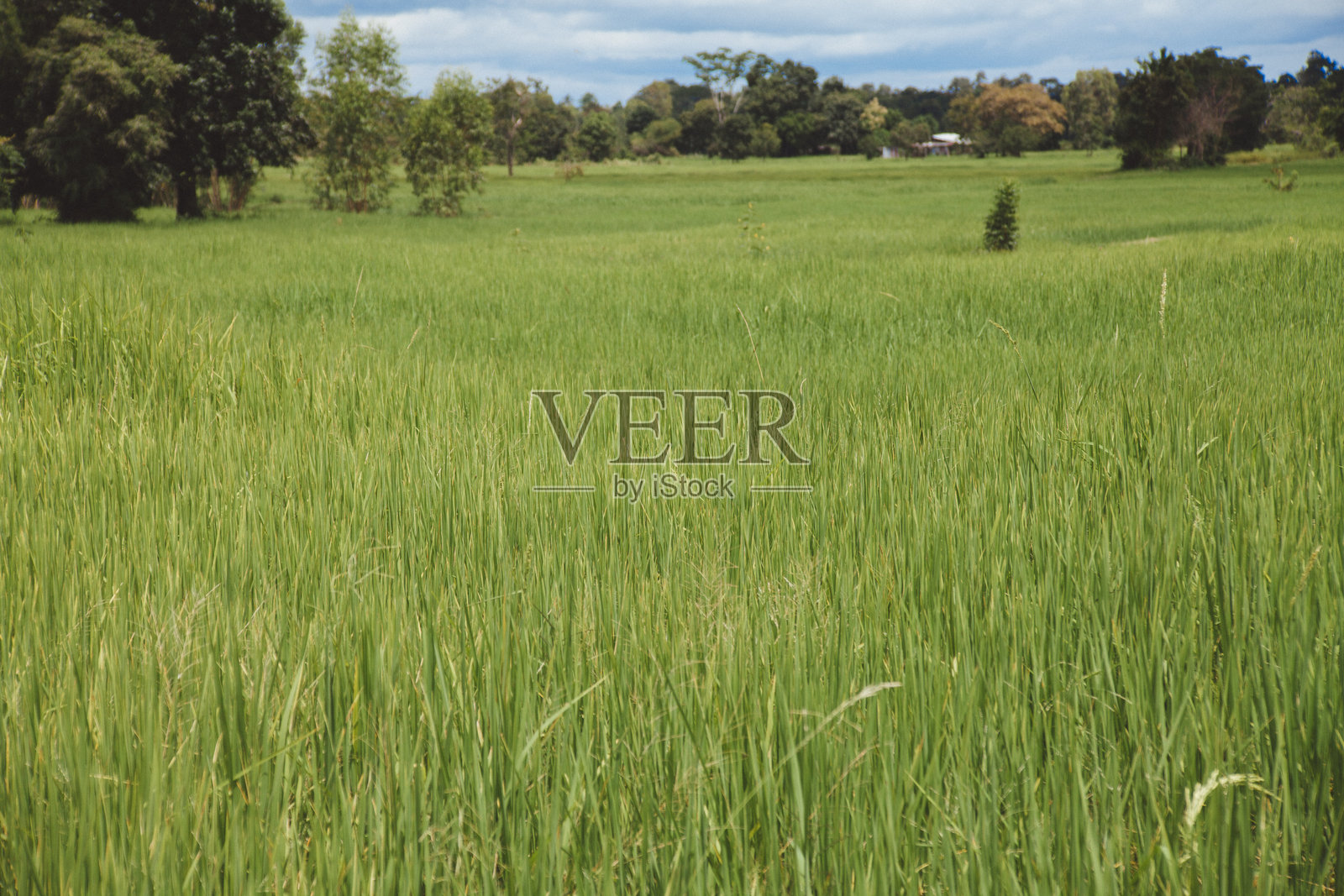 泰国农田照片摄影图片