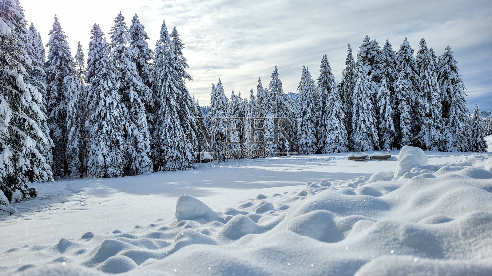 雪地和高大的松树构成的如画景色。阳光明媚的冬日山景。闪亮的雪。照片摄影图片