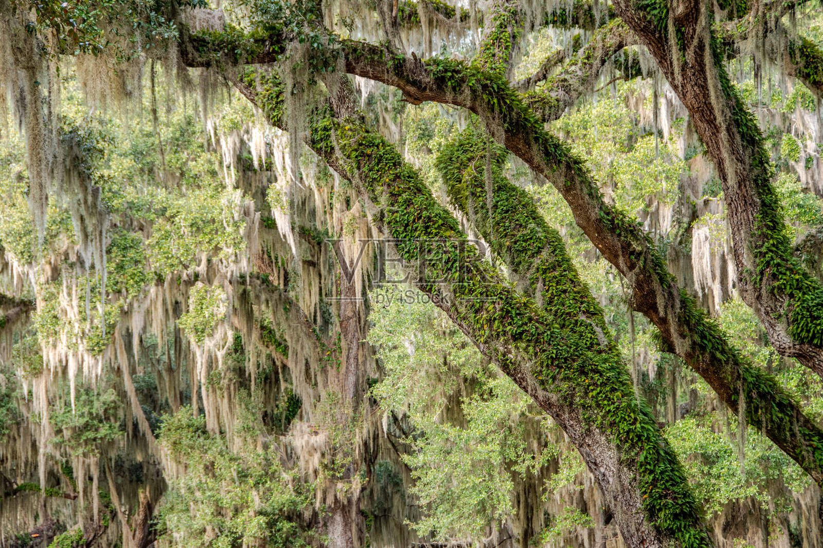 一棵悬挂着西班牙苔藓的古老活橡树，位于美国南部。照片摄影图片
