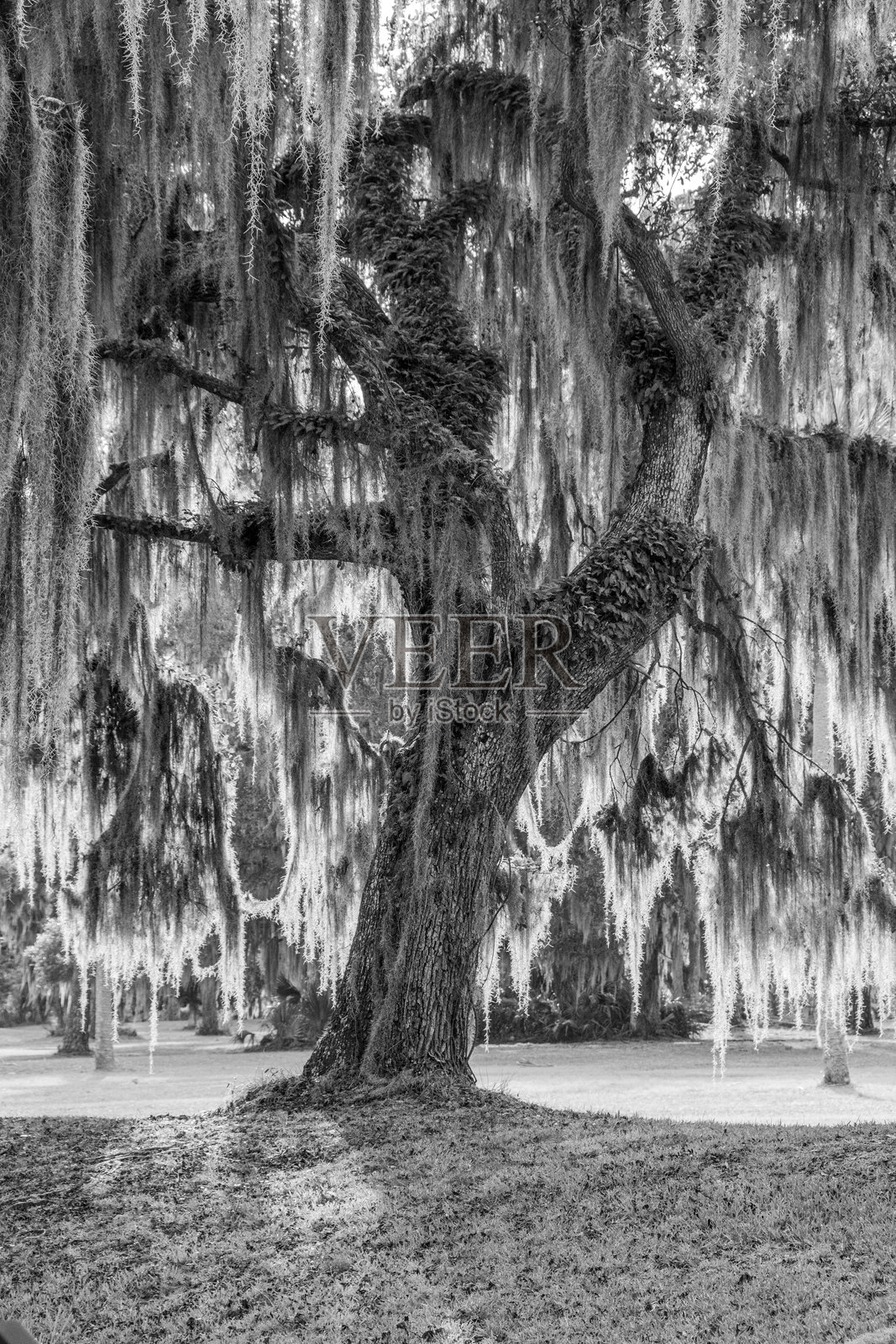 一棵悬挂着西班牙苔藓的古老活橡树，位于美国南部。照片摄影图片