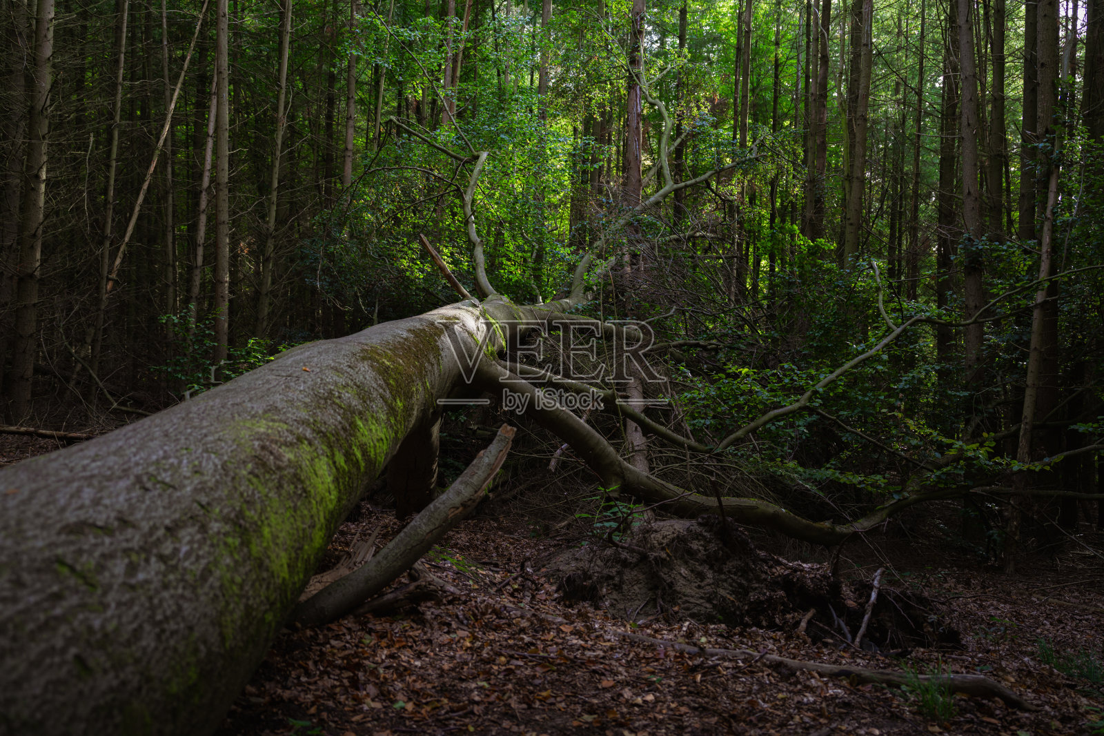 秋季弗里德里希斯瓦尔德的森林风光照片摄影图片
