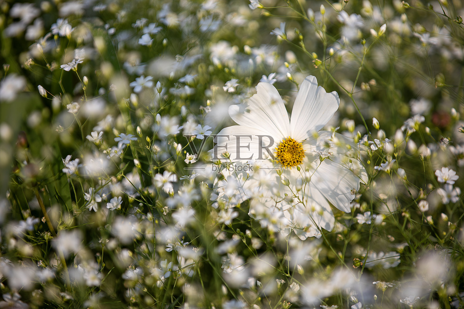春季风景照片摄影图片