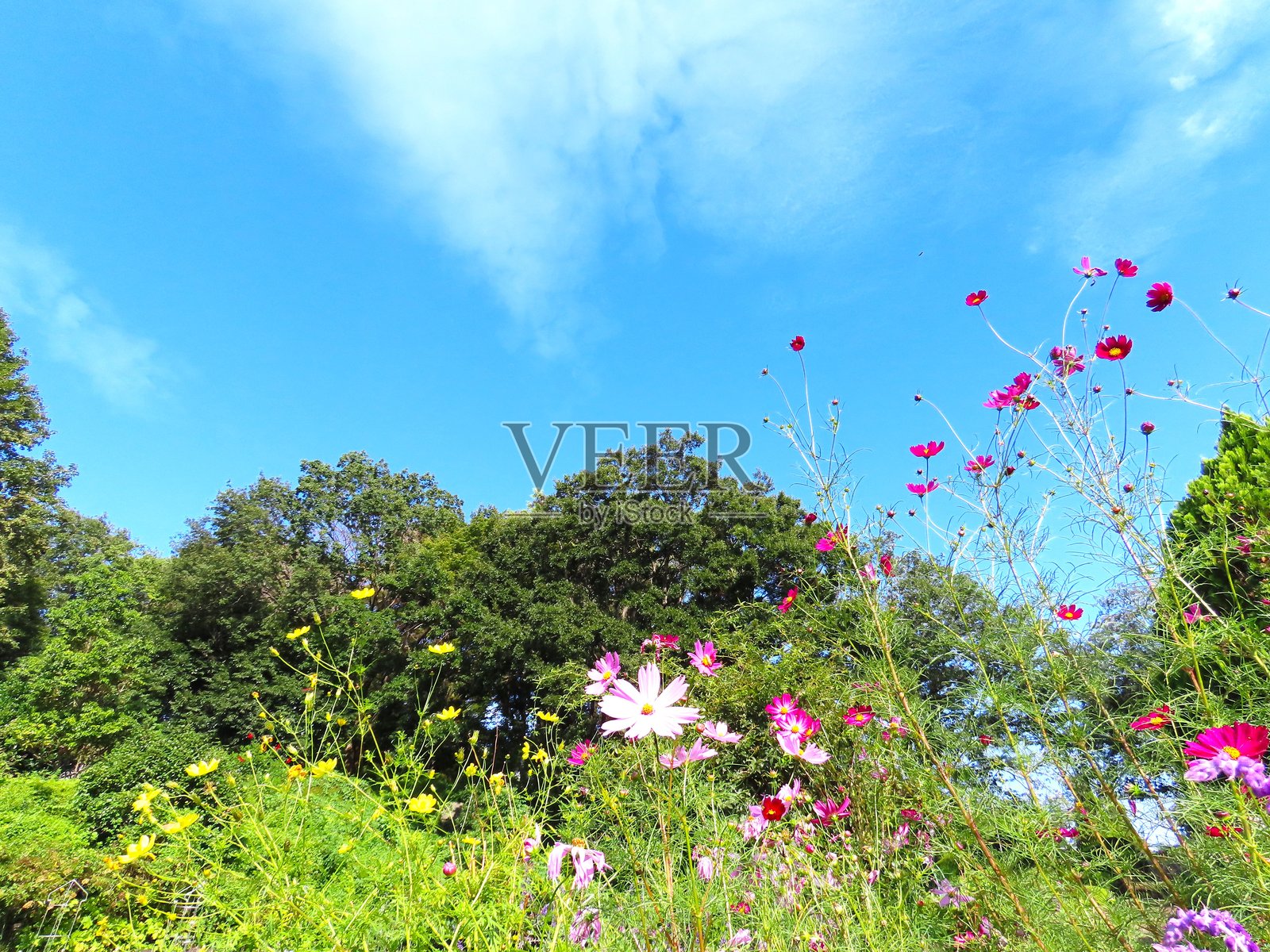 宇宙花照片摄影图片