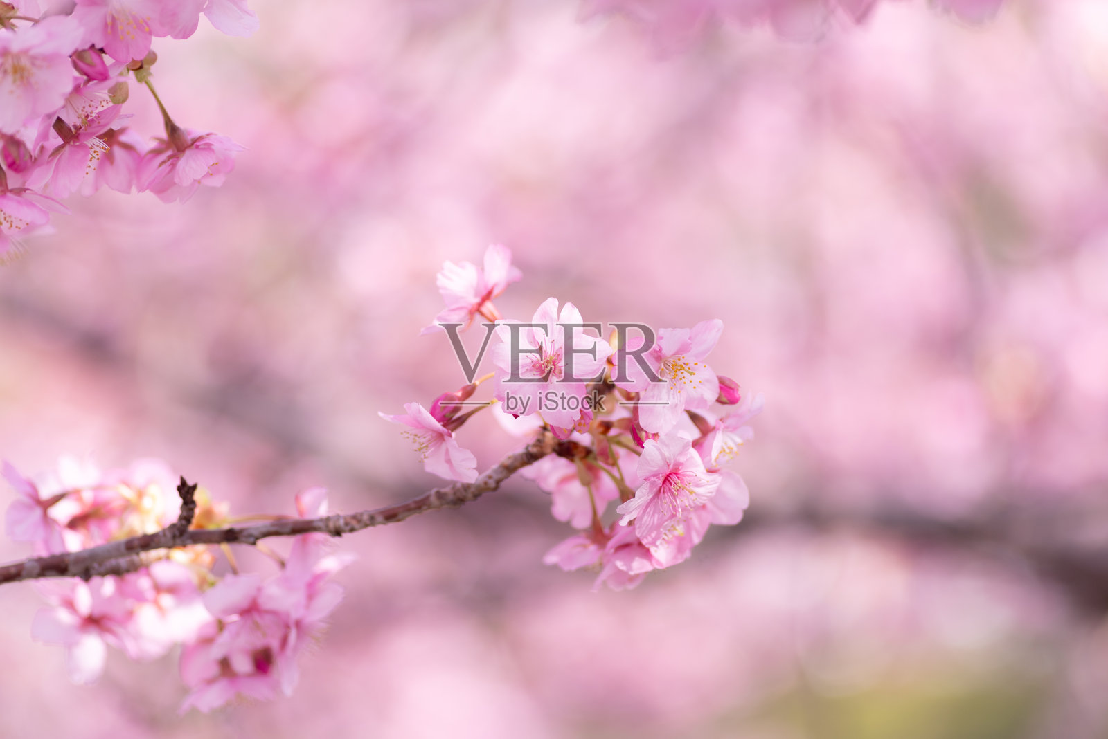 早开花的河津樱花盛开。照片摄影图片