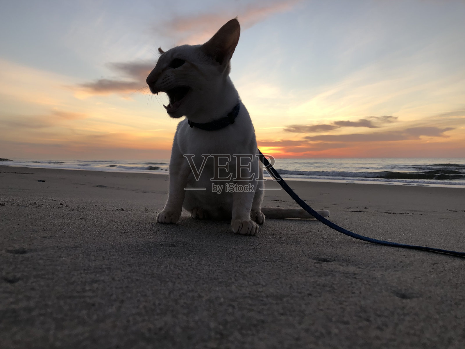 白色东方小猫在纽约皇后区法拉罗克威的十二月金色时光中。照片摄影图片