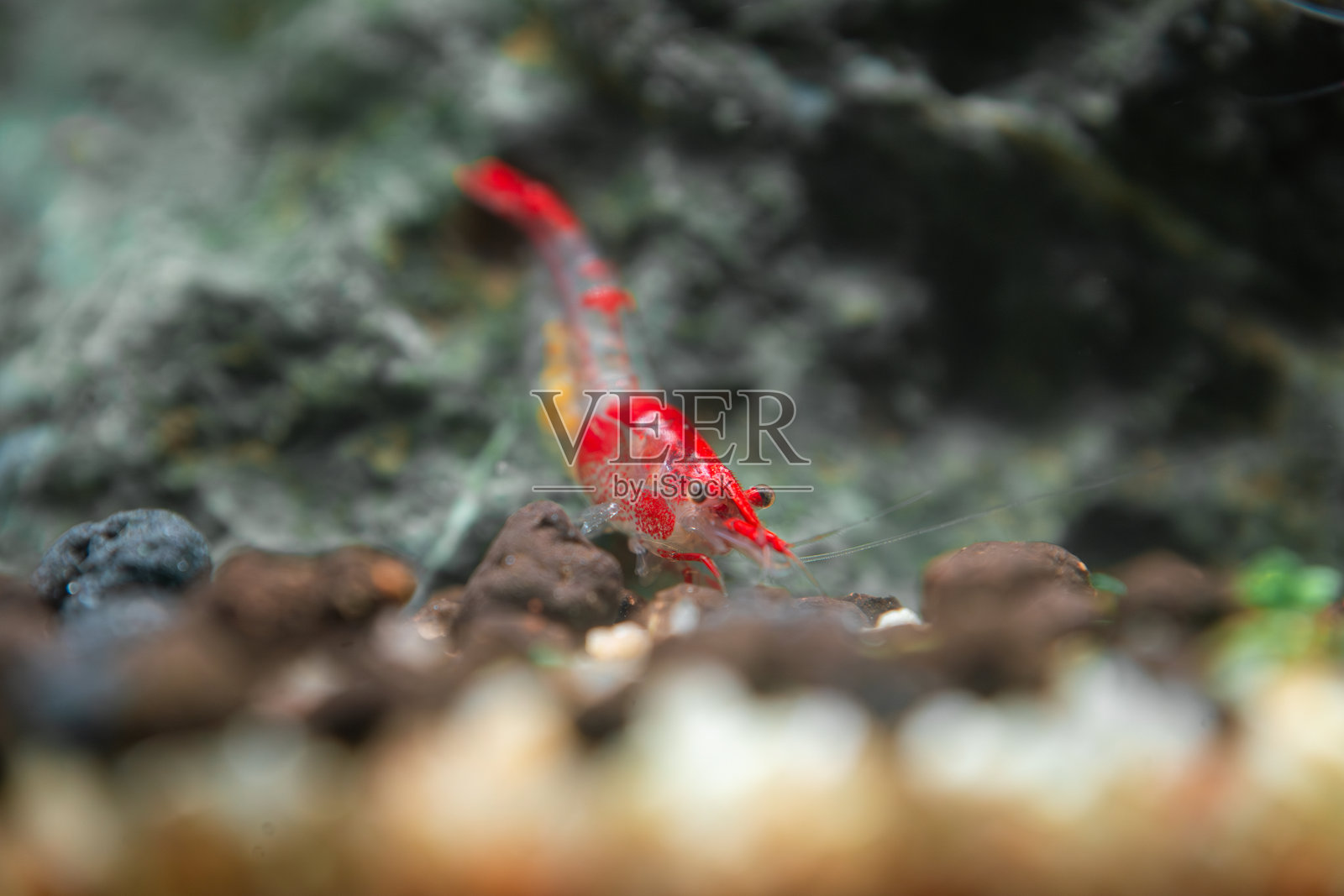 鲜艳的红色Rili虾（Neocaridina davidi var. 'Rili'）在淡水水族箱中照片摄影图片