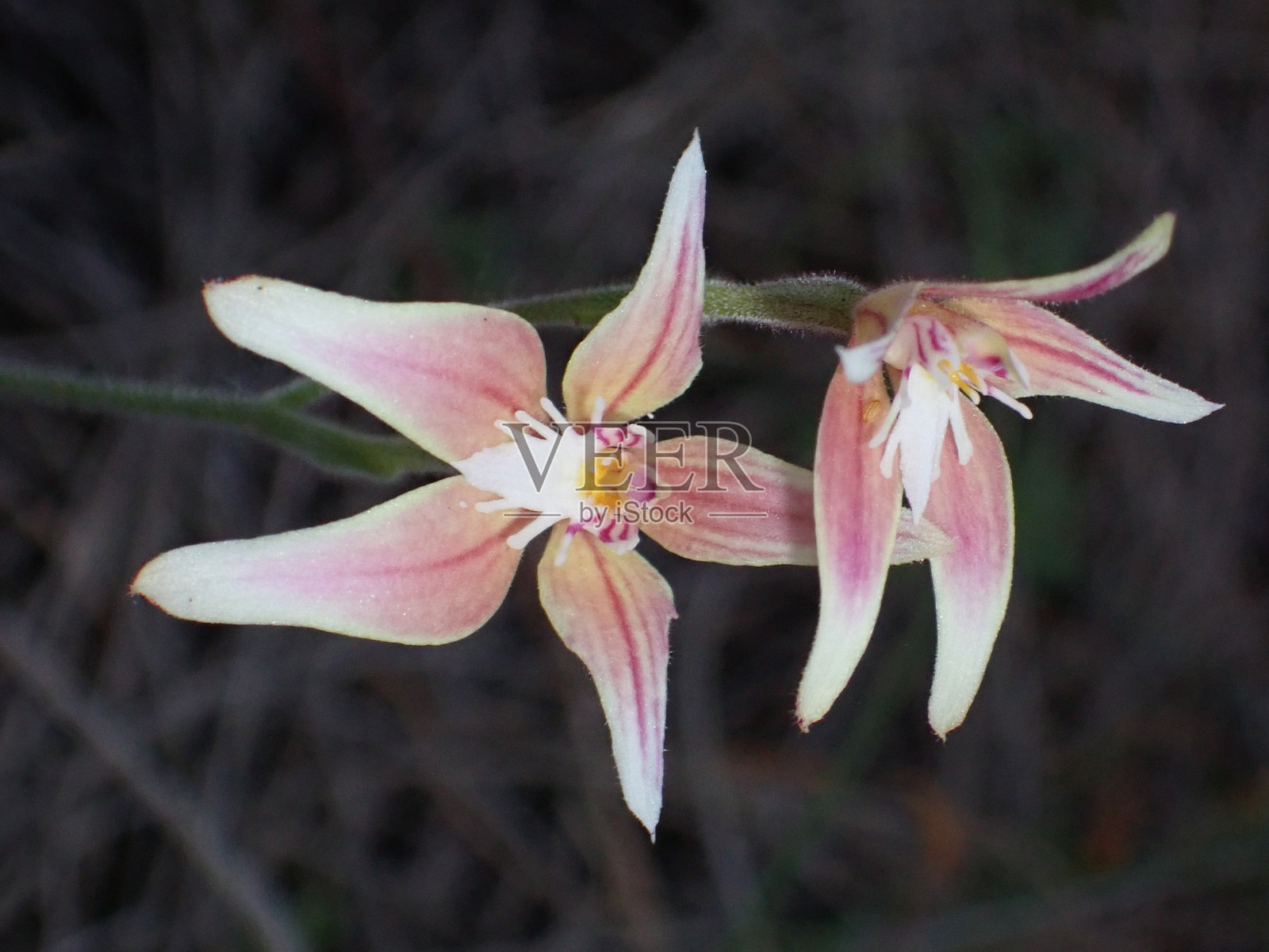 粉色仙女与牛兰花的混合体照片摄影图片