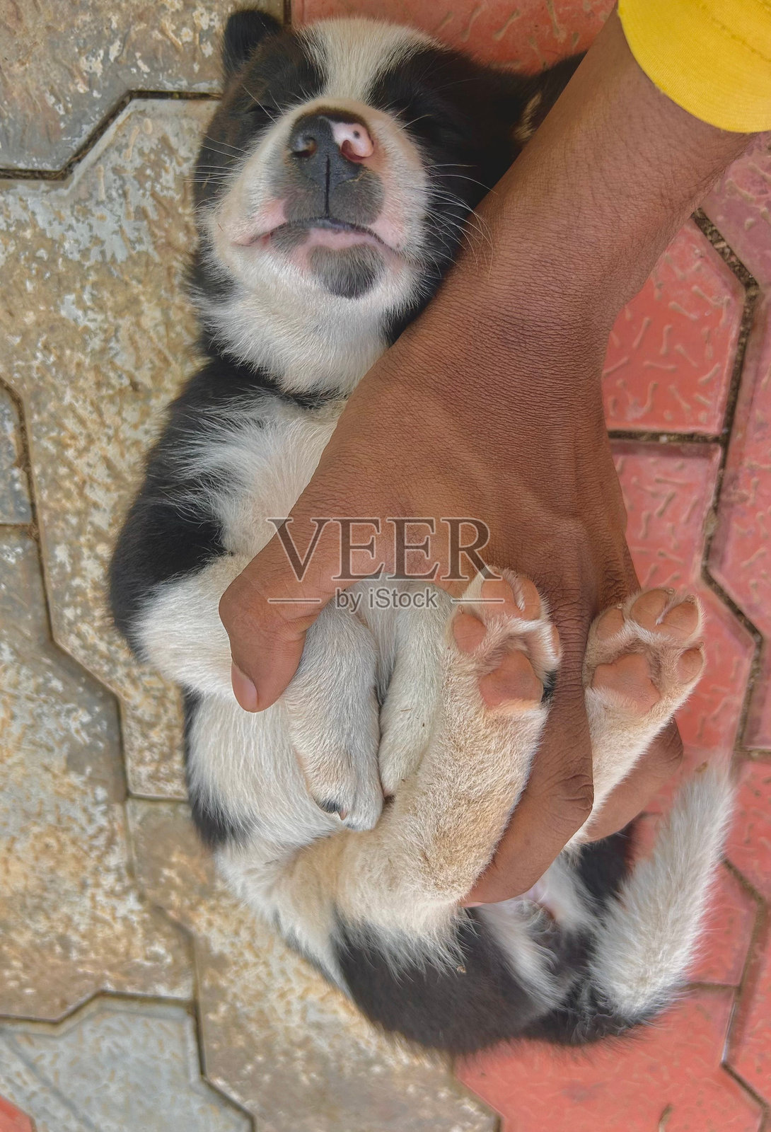 可爱的狗狗在路面上休息照片摄影图片