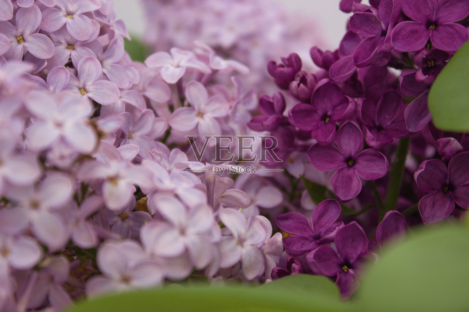 春季花园中的紫丁香盛开，色彩鲜艳，绿意盎然。照片摄影图片
