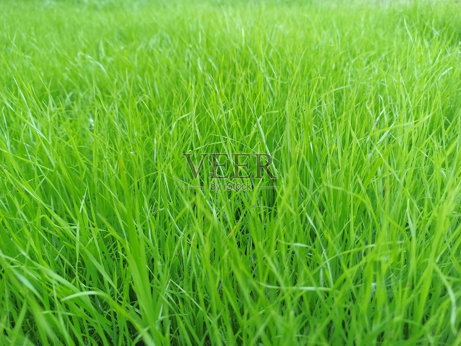 长长的绿色草坪照片摄影图片