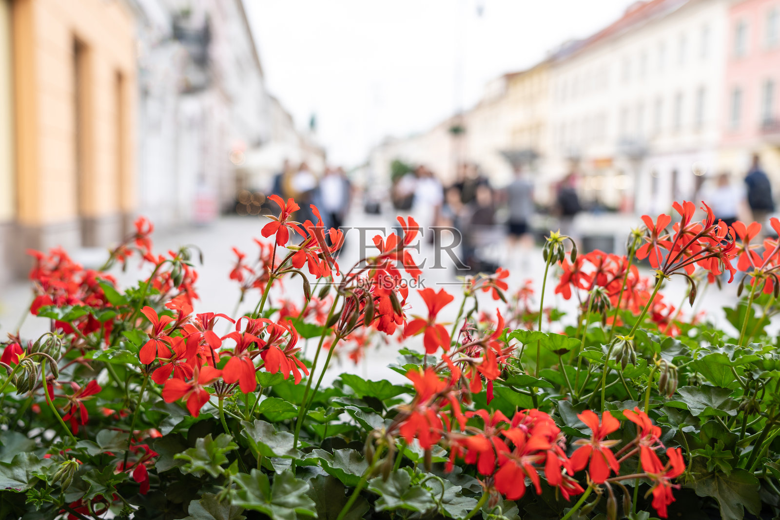 红花天竺葵，常春藤叶天竺葵特写，盛开的垂挂天竺葵照片摄影图片